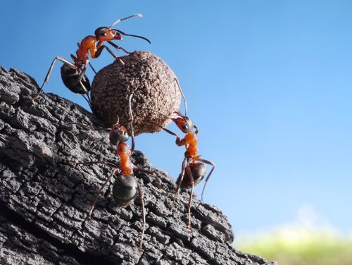 Myror som samarbetar med att rulla upp en sten