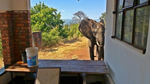 Elefant skudt af krybskytter søger hjælp hos mennesker