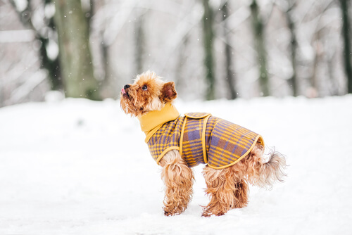 5 tips til at holde din hund varm denne vinter