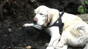 Blind labrador retriever overlever i skoven i en uge