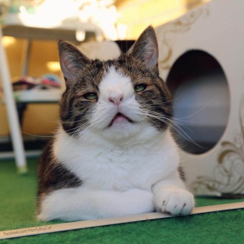 Mød Monty: Internet-berømt kat med Downs syndrom