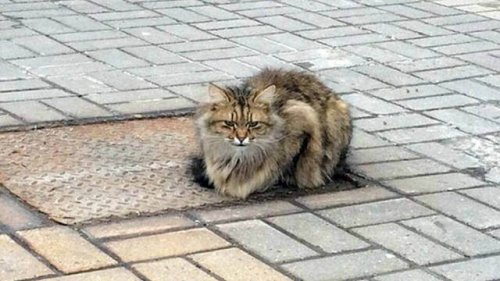Efterladt kat venter på sin ejer i 1 år