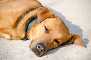 Hvorfor elsker hunde at solbade?
