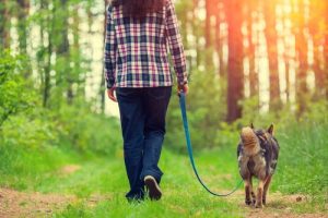 4 trin til at forbedre gåturen med din hund