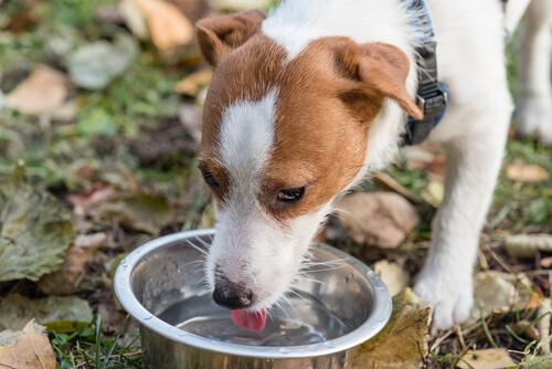 Hund drikker vand