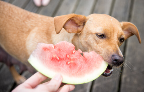 Anbefalet frugt til hundes kost