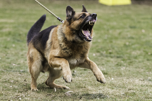 Hvad skal du gøre hvis din hund bliver agressiv?
