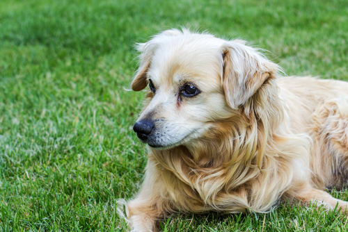 På hovedet af skandaløse Blind Senil demens hos hunde: Alt hvad du skal vide - My Animals