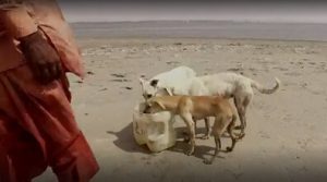 Dyrepasseren på hundenes ø: En hjertevarmende historie