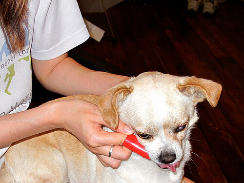 Sådan renser du din hunds tandsten