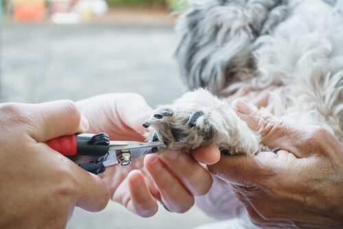 Sådan klipper du din hunds negle på sikreste og mest behagelige måde - My Animals