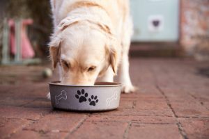OBS: hvilke fødevarer er giftige for hunde?