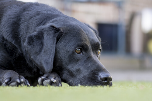 Normale sygdomme der påvirker ældre hunde