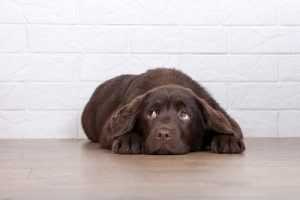 6 grunde til du ikke skal straffe din hund