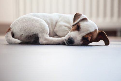 Sover din hund krøllet sammen?