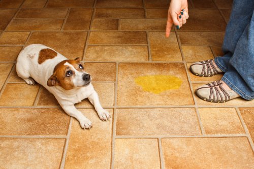 Hund tisser på gulvet
