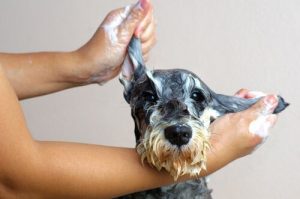 Sådan fjerne du den grimme lugt af "våd hund"