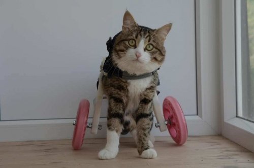 Rexie, katten som bruger kørestol
