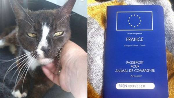 Katten får et pas.
