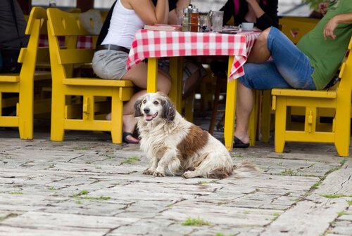 Hund med ejere på restaurant.