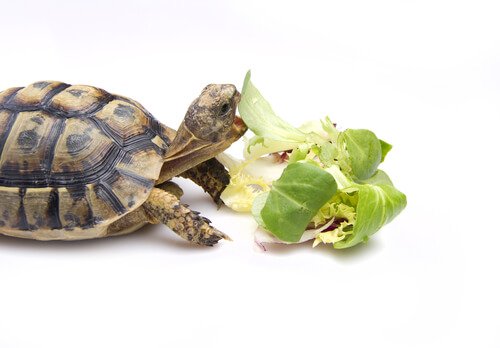 Sådan fodrer du en skildpadde