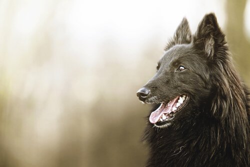 Smuk sort hund
