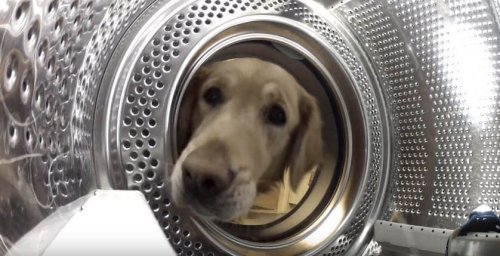 Hund redder sin ven fra en vaskemaskine