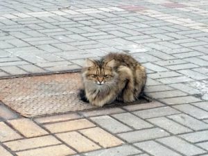 Efterladt kat venter på sin ejer i et år