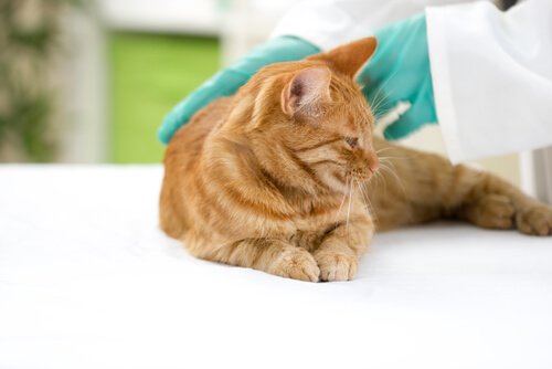 kat hos dyrlægen