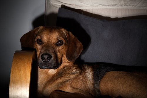 hund ser TV i mørke