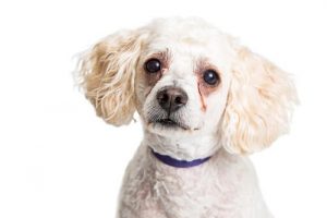 Hvorfor får hunde tårepletter under øjnene?