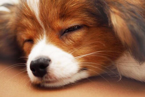 5 tips til at få din hund til at sove hele natten