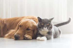 De 7 farligste sygdomme for dit kæledyr