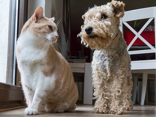 kat og hund ser på hinanden