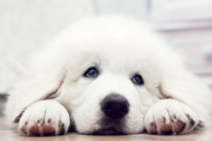 Kortfilm viser hvad hund vil gøre for at blive adopteret