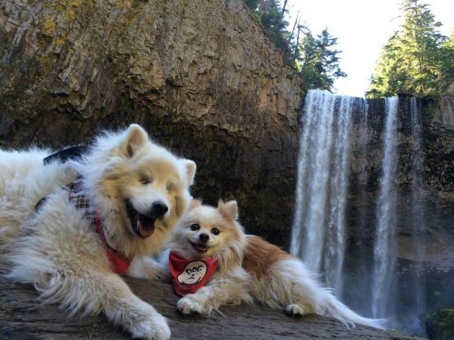 Hoshi den blinde hund og hans guide hund Zen
