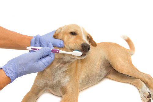 hund får børstet tænder
