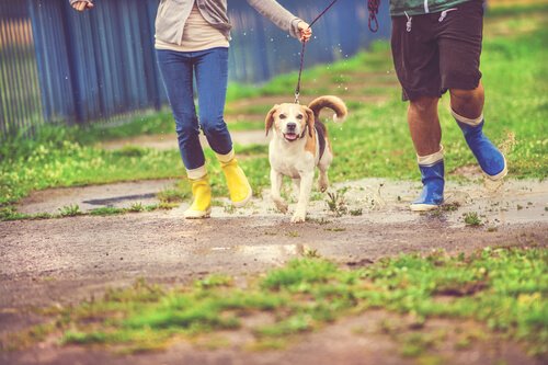 Sådan går du tur med hunden i regnvejr