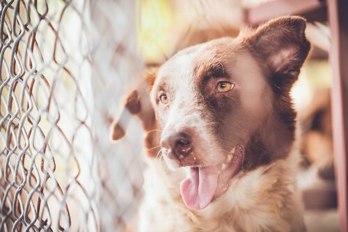 Mere end 100 hunde reddet fra en ulovlig opdrætter