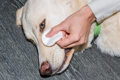 øjet på hund renses med vatrondel