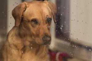 Hvordan påvirkes hunde af lyden af regn?