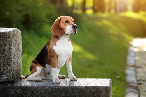 Alt du skal vide om beaglen