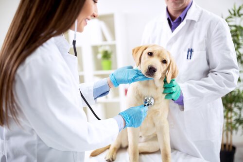 hund undersøges hos dyrlægen