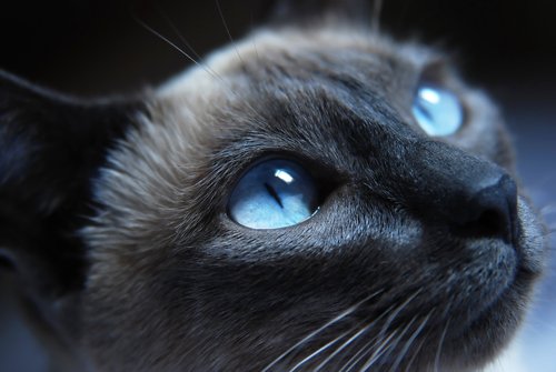 katte øjne