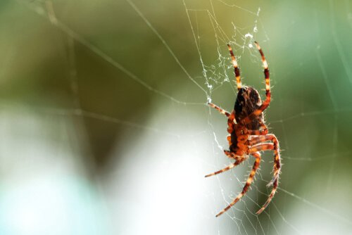nærbillede af edderkop i sit spind