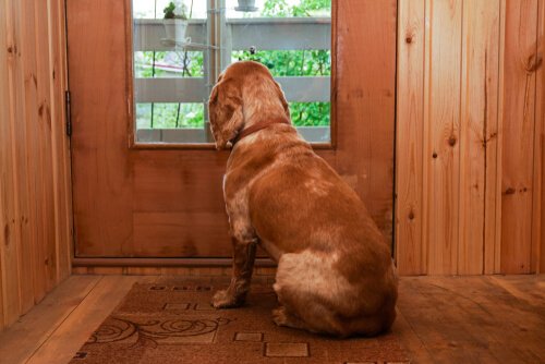 hund venter ved døren