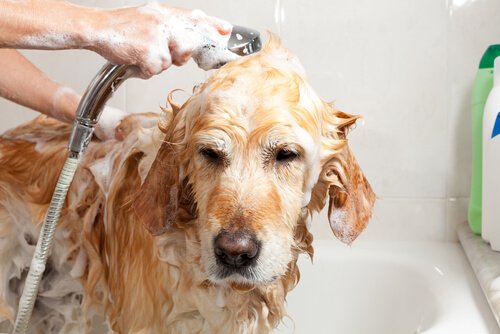 hund i bad med shampoo
