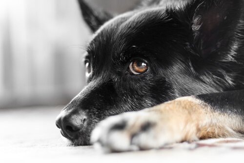 Ved du hvad nystagmus hos hunde er?