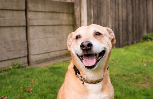 Hund med smil
