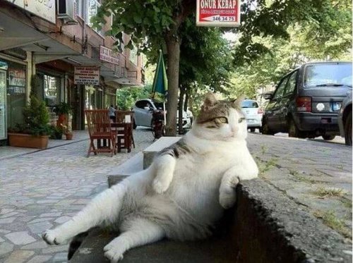 Tombili, den berømte kat, der har en statue i Istanbul